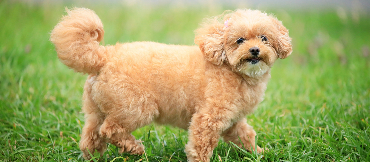 お庭で愛犬が遊べます
